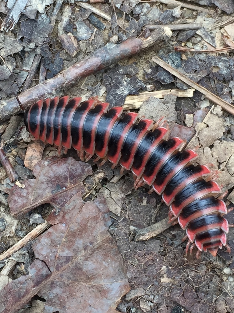 Brachoria initialis