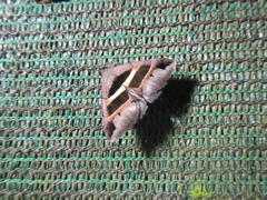 Grammodes exclusiva