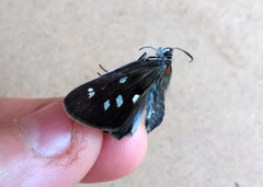 Paracarystus hypargyra