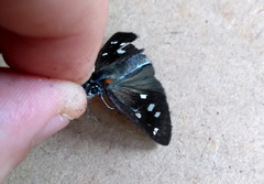 Paracarystus hypargyra