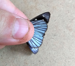 Paracarystus hypargyra