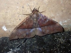Ischyja marapok