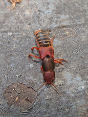 Platydracus immaculatus