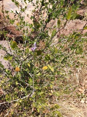 Chorisochora transvaalensis