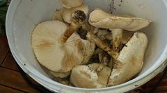 Saproamanita foetidissima