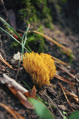 Ramaria