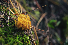 Ramaria