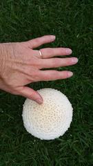 Saproamanita foetidissima