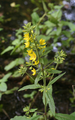 Lysimachia verticillaris