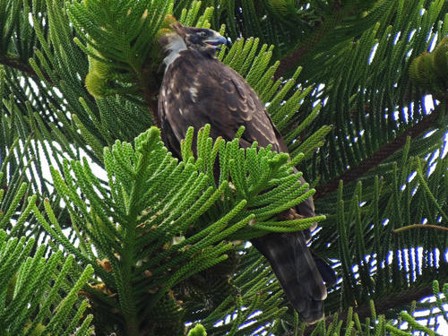 African Harrier-Hawk