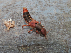 Platydracus immaculatus