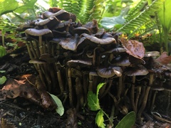 Psilocybe stuntzii