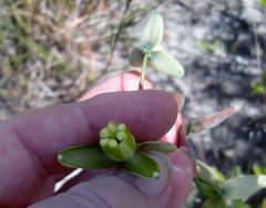 Albuca juncifolia