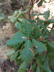 Quercus × cerrioides