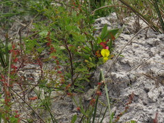 Crotalaria excisa