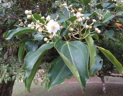 Miconia oerstediana