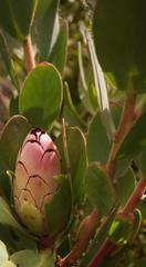 Protea stokoei
