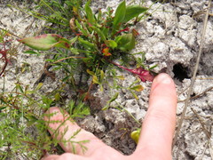 Crotalaria excisa
