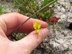 Crotalaria excisa