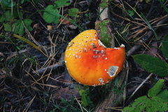 Amanita muscaria