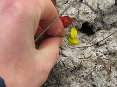 Crotalaria excisa