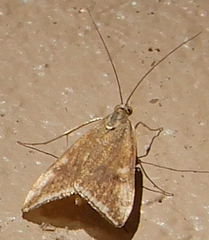 Loxostege munroealis