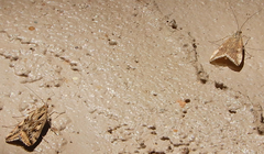 Loxostege munroealis