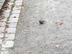 Passer domesticus