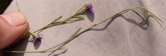 Psoralea oreophila