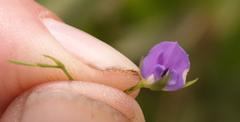 Psoralea oreophila