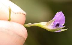 Psoralea oreophila