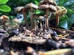 Psilocybe stuntzii