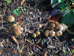 Psilocybe stuntzii