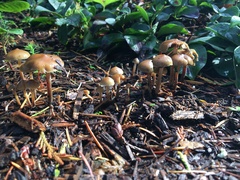 Psilocybe stuntzii