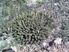 Euphorbia mammillaris