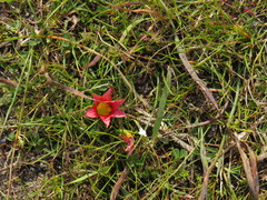Romulea hirsuta