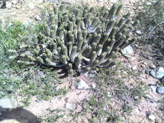 Euphorbia mammillaris