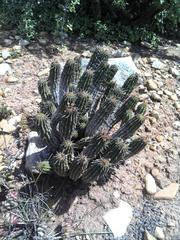 Euphorbia mammillaris