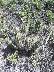 Euphorbia mammillaris