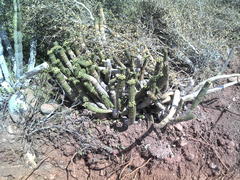 Euphorbia mammillaris