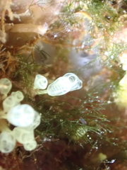 Pycnoclavella communis