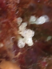 Pycnoclavella communis