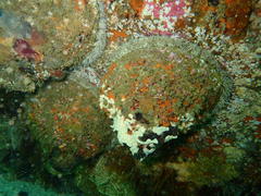 Haliotis midae