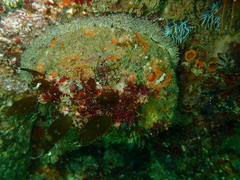 Haliotis midae