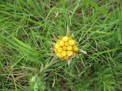 Helichrysum auriceps
