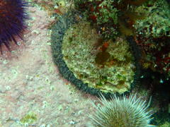 Haliotis midae