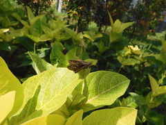 Pelopidas mathias mathias