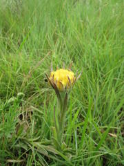 Helichrysum auriceps