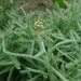 Jersey Cudweed - Photo (c) frvh, some rights reserved (CC BY-NC), uploaded by frvh