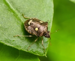 Eysarcoris
